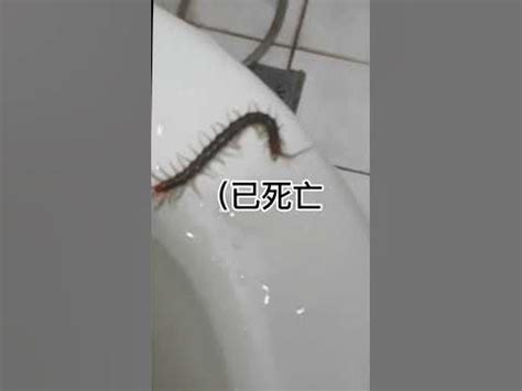 廚房廁所相對 家裡為什麼會出現蜈蚣